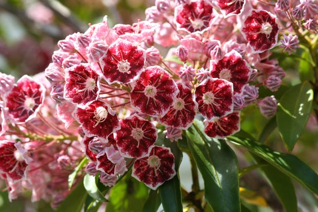 Kalmia latifolia Pinwheel fleurs