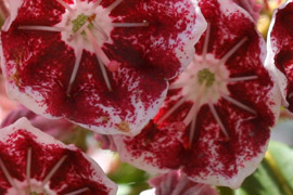 Kalmia latifolia Pinwheel fleurs