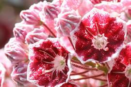 Kalmia latifolia Pinwheel fleurs