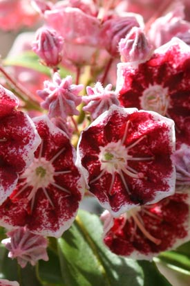 Kalmia latifolia Pinwheel fleurs